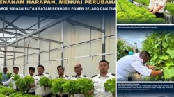 Menanam Harapan,Menuai Perubahan : Warga Binaan Rutan Batam Berhasil Panen Selada Dan Timun