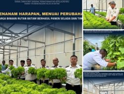 Menanam Harapan,Menuai Perubahan : Warga Binaan Rutan Batam Berhasil Panen Selada Dan Timun