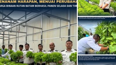 Menanam Harapan,Menuai Perubahan : Warga Binaan Rutan Batam Berhasil Panen Selada Dan Timun